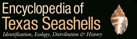 Texas A and M University Press: Encyclopedia of Texas Seashells by John W. Tunnell Jr., Jean Andrews, Noe C. Barrera, and Fabio Moretzsohn 